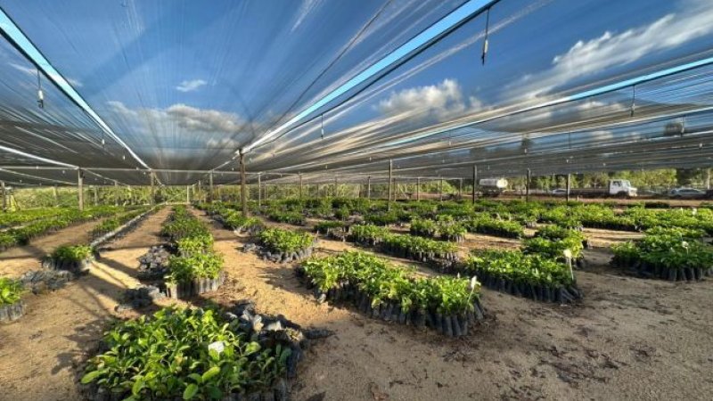 Deputado Alan Queiroz entrega 37 mil mudas de café clonal para produtores de Candeias do Jamari